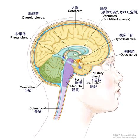 頭部位置|脳の解剖図 